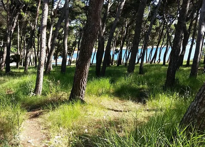 Damir 50 Meters From The Appartement