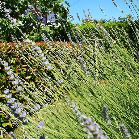 Apartment Damir 50 Meters From The