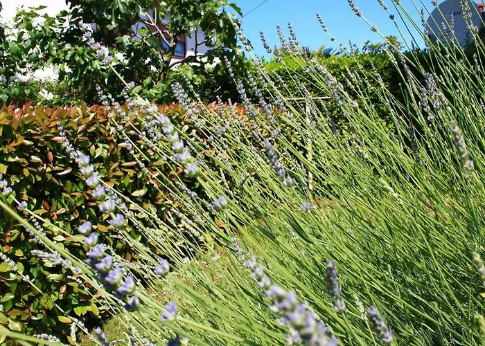 Daire Damir 50 Meters From The